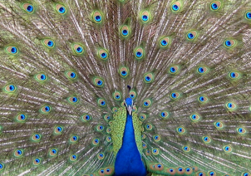 Attract prospect\'s attention compelling content